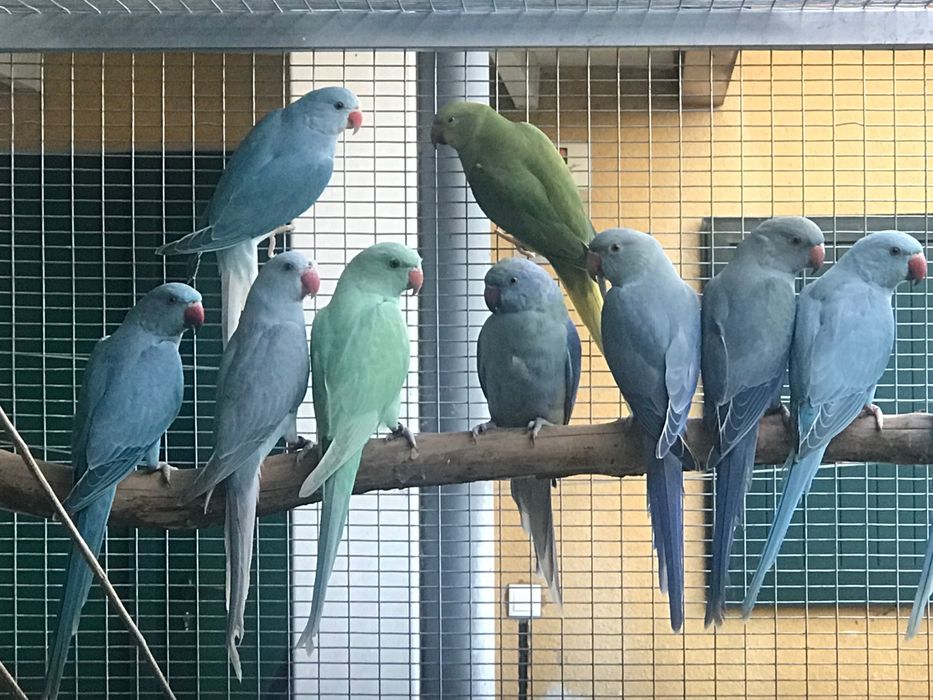 Ring neck de 2025. Várias mutações