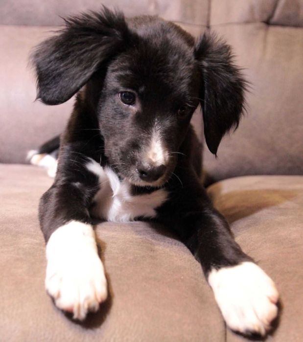 Хвостате щастя для Вас!