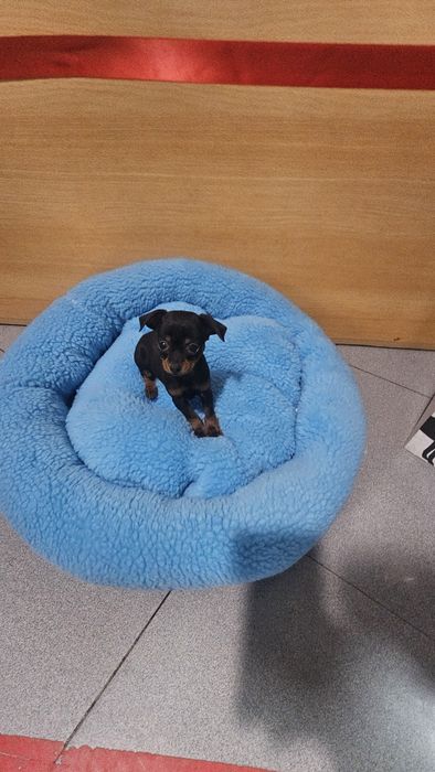 Pincher cavalinho fêmea