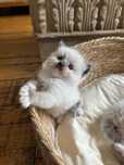 Ragdoll kocurek Archi