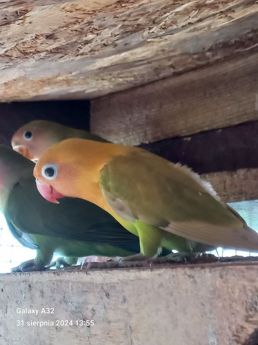 Sprzedam młodą Papugę Nierozłączkę Czerwonoczelną  z 2025r