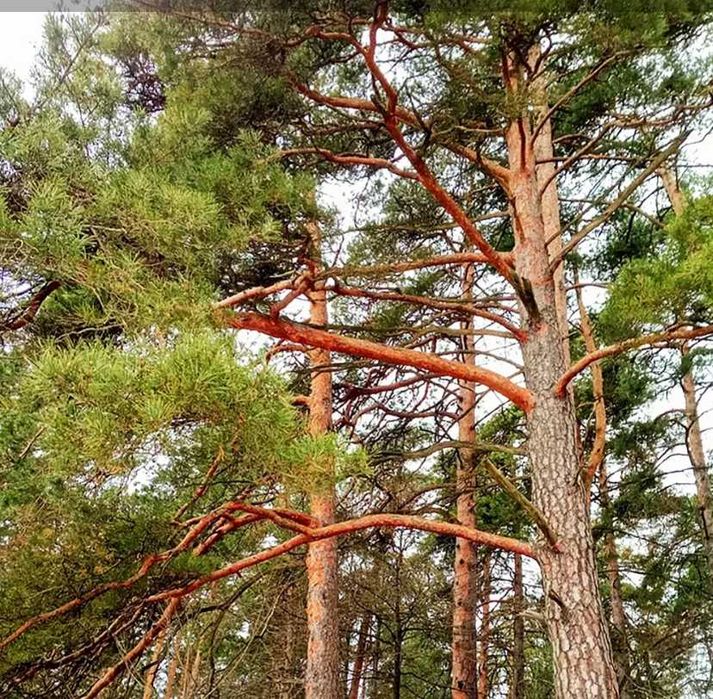 Sadzonki Sosny 50 - 150/200 cm Modrzew wysyłka Sadzonka świerk jodła