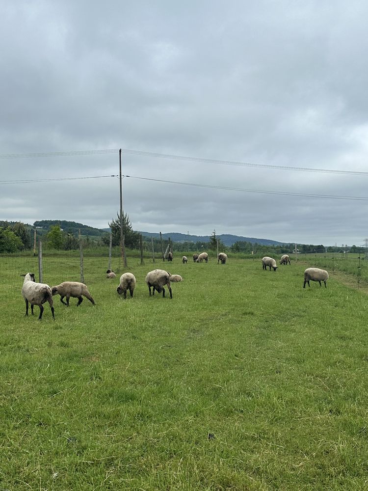 Sprzedam Młode owce Barany czarnogłówki, jagnięta