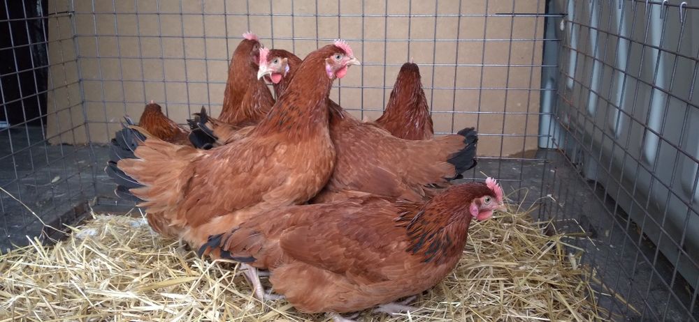 Kury Nioski Rosa 24 tygodni!! Wysyłka od 10 sztuk!