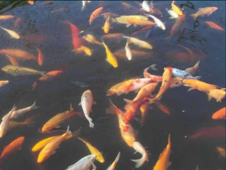 Karp KOI ok.15cm - Dostępne od ręki na miejscu