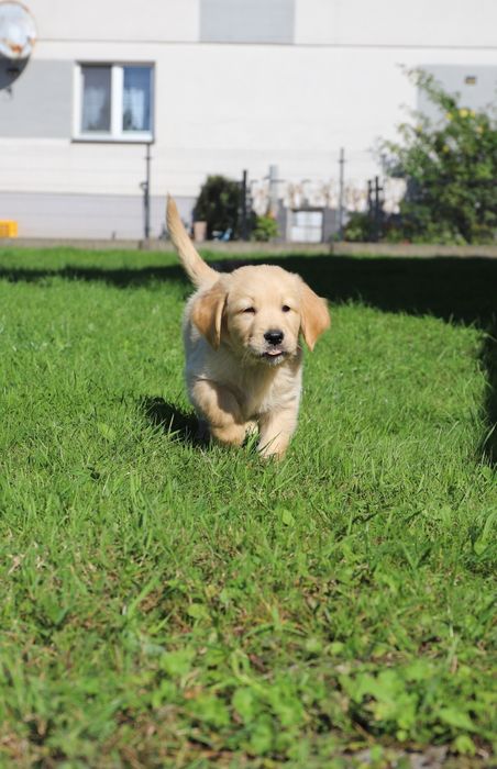 Golden retriever
