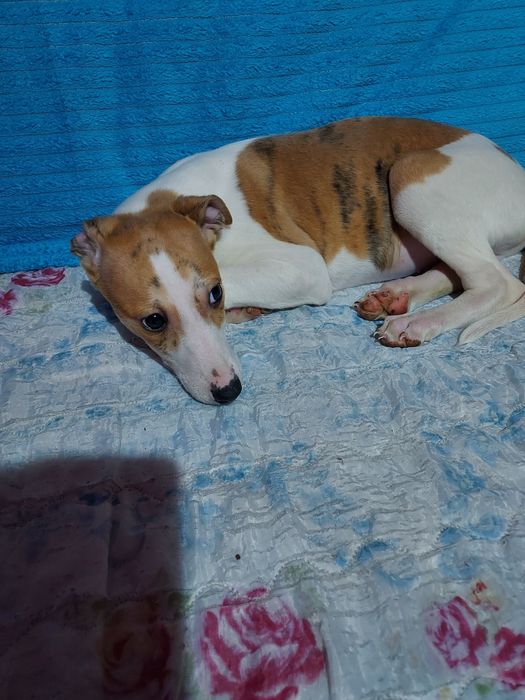 Chart Angielski Whippet  piesek