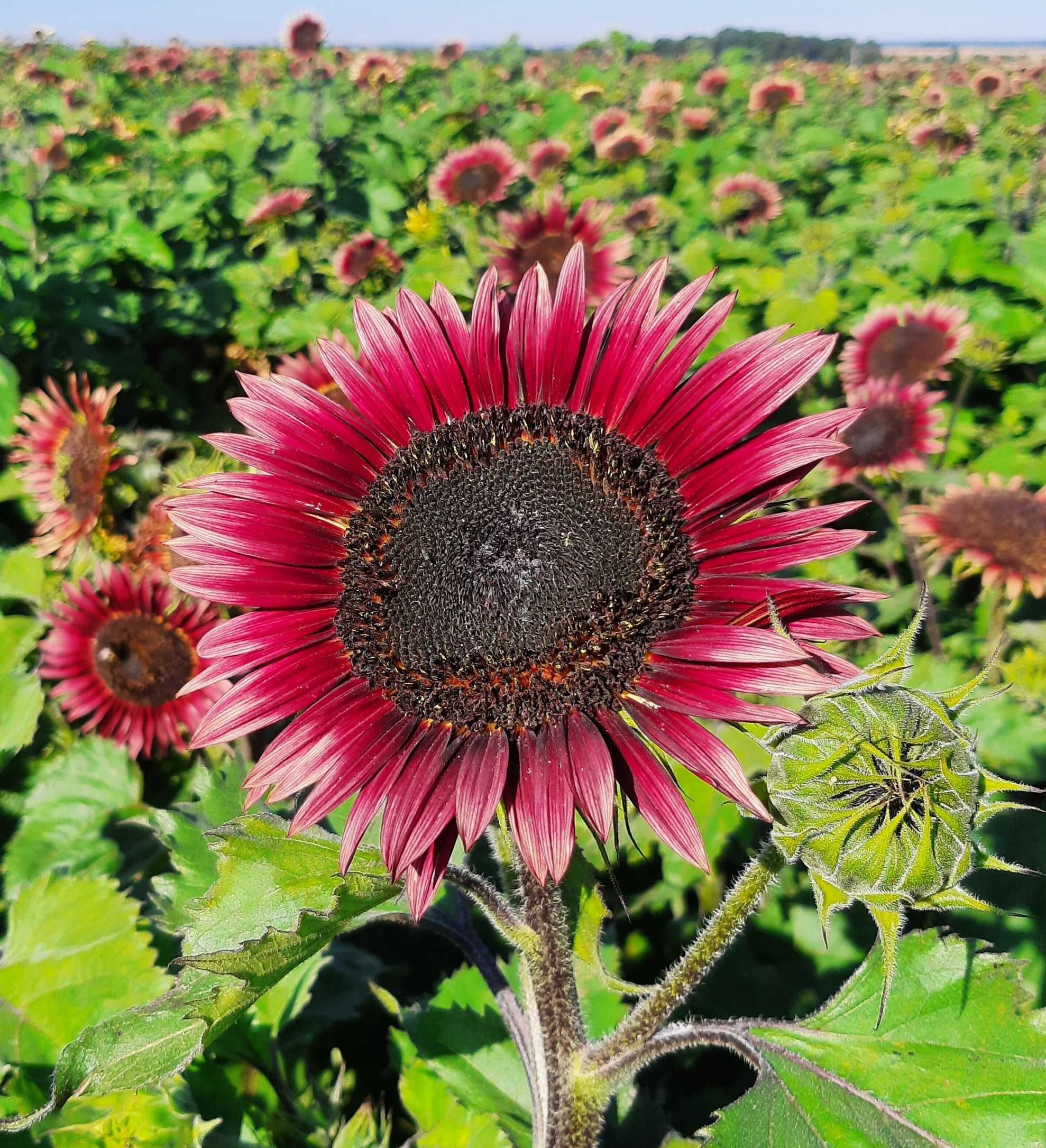 Słonecznik Ozdobny CHERRY QUEEN – Czerwony (Helianthus Annuus) 1 kg