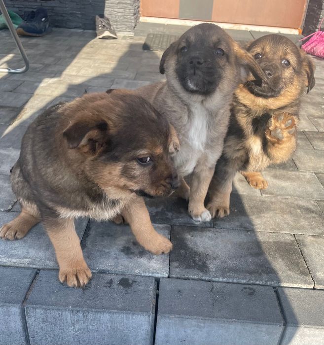 Suczki szczeniaki szukają domów