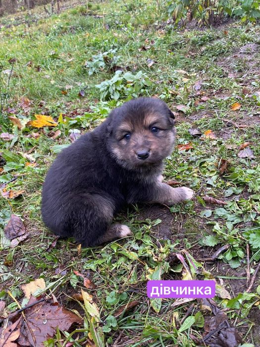 Цуценята відамо в добрі руки. безкоштовно