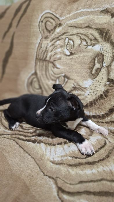 Чёрная девочка Ам стаф терьер.