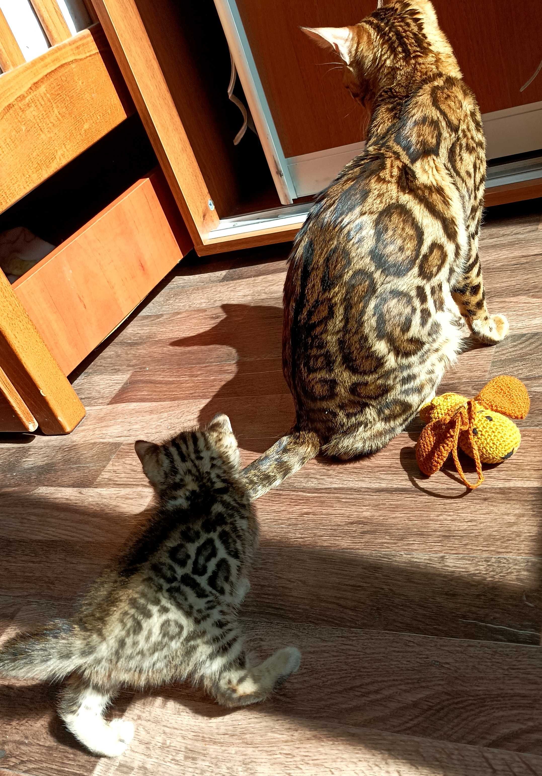 Продаж бенгальських кошенят