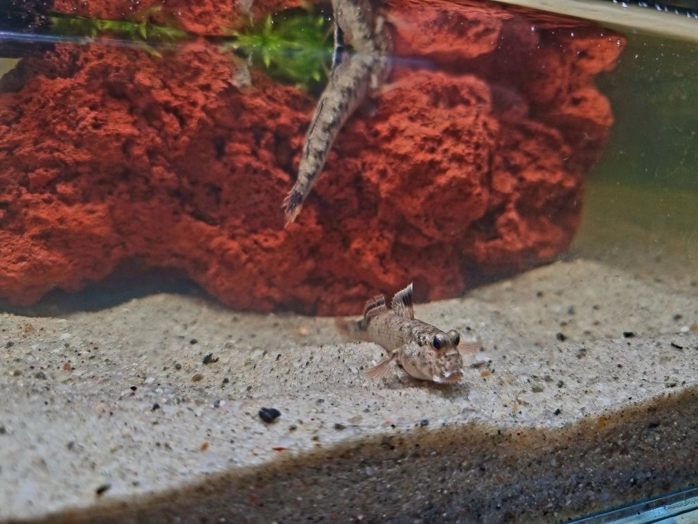 Poskoczek mułowy/ mułoskoczki (ryby) Periophthalmus chrysospilos