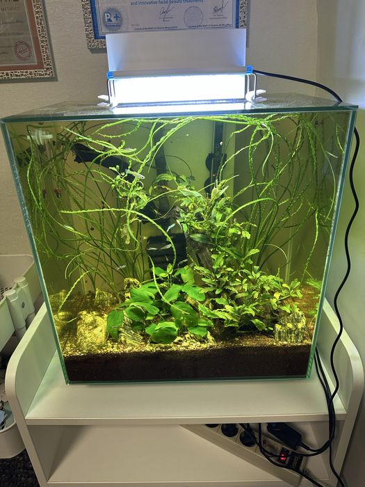 Аквариум HAGEN Fluval EDGE 46 л, рыбки , креветки, растения