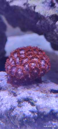 Zoa zoanthus Red Bull piękny czerwony