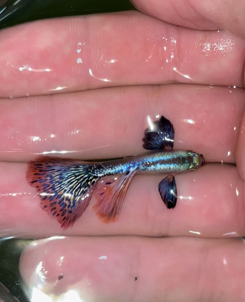Guppy red musaico dumbo platinum (casal)