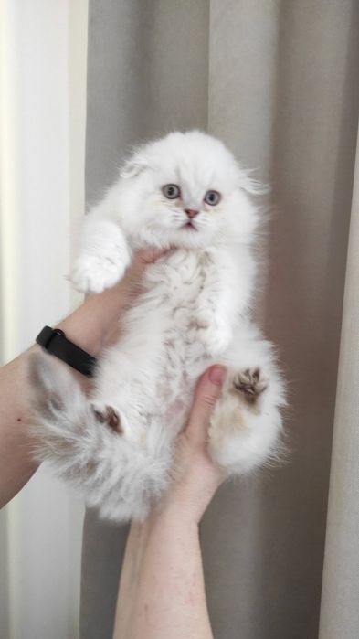 Неймовірна принцеска