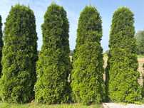 Tuje szmaragd (thuja) za darmo