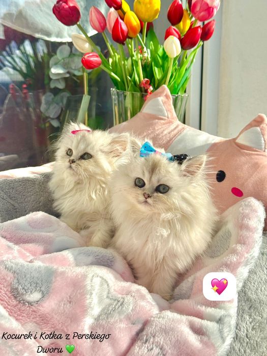 Kotka Perska z Rodowodem i Chipem Gotowa do odbioru