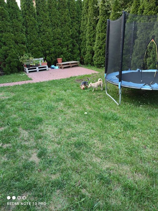 Oddam za darmo trampolinę