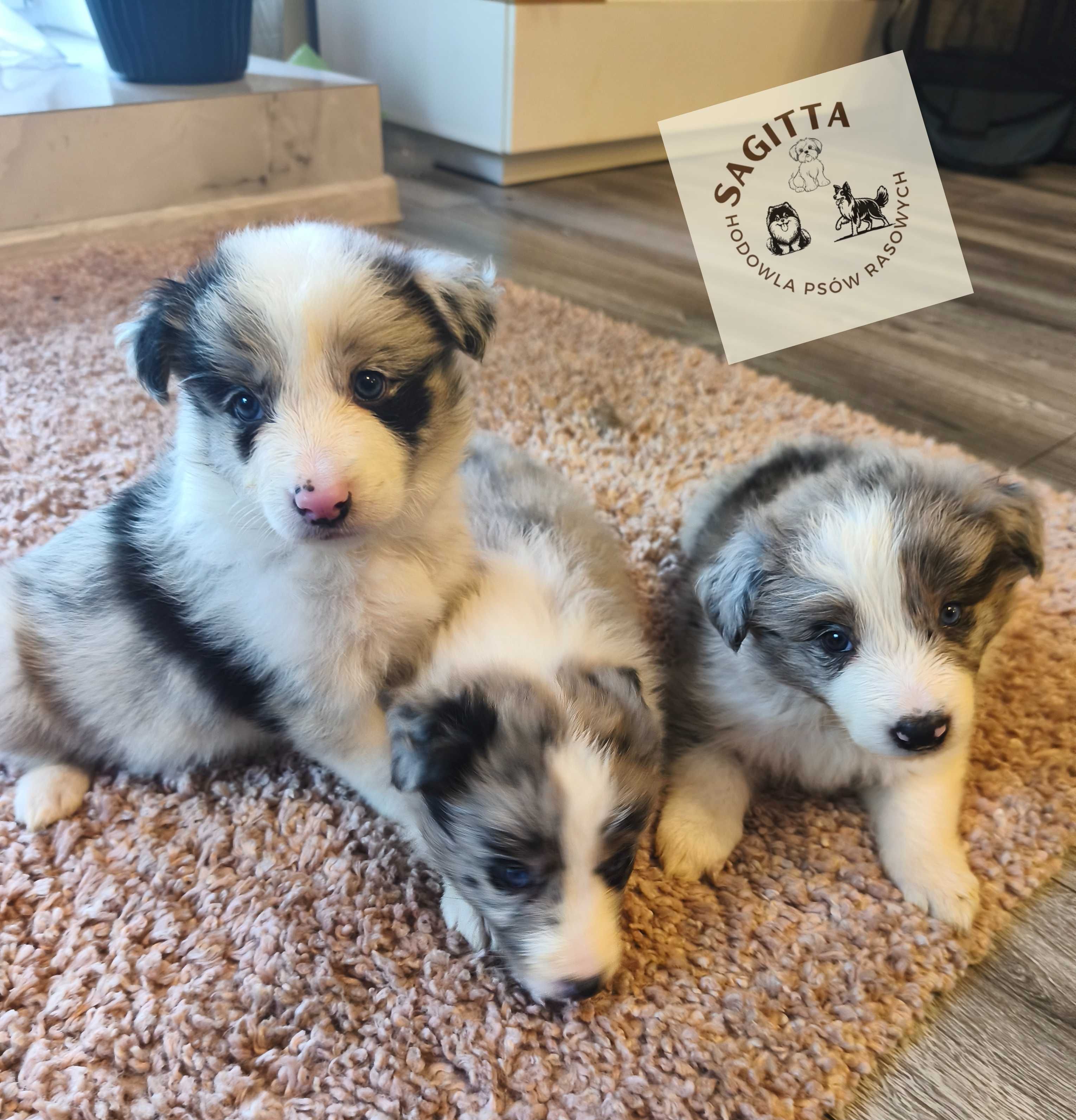 Border Collie - piękna dama
