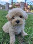 MINI Maltipoo** Ostatni piesek gotowy do odbioru