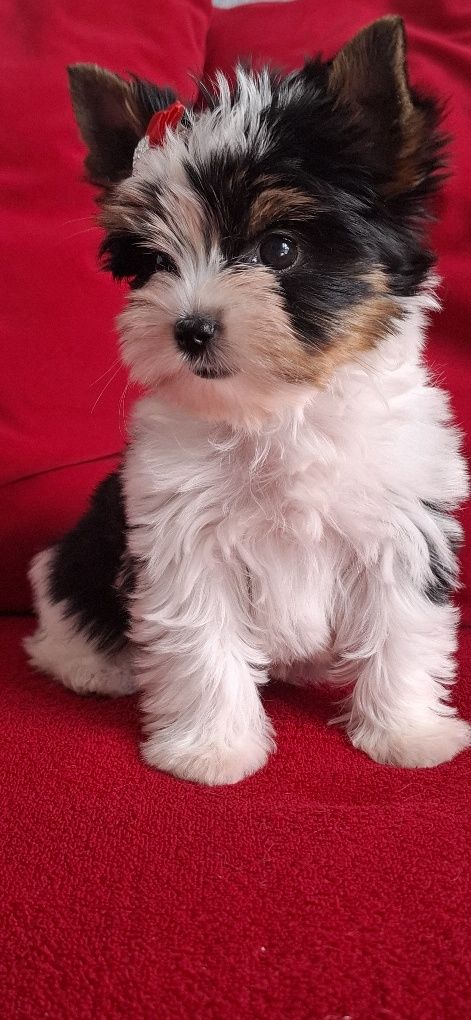 Biewer Yorkshire Terrier suczka rodowod 4 pok. Zhpr Uci
