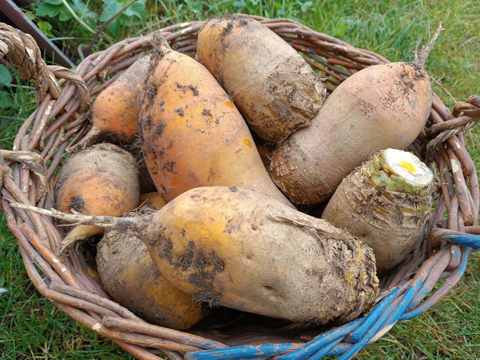 Пропоную кормовий буряк