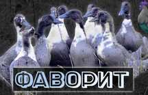 Інкубаційне яйце Блакитний Фаворит (Інкубаторія UA}
