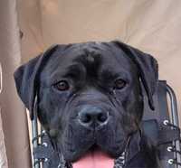 Oddam psa 2 letniego cane corso