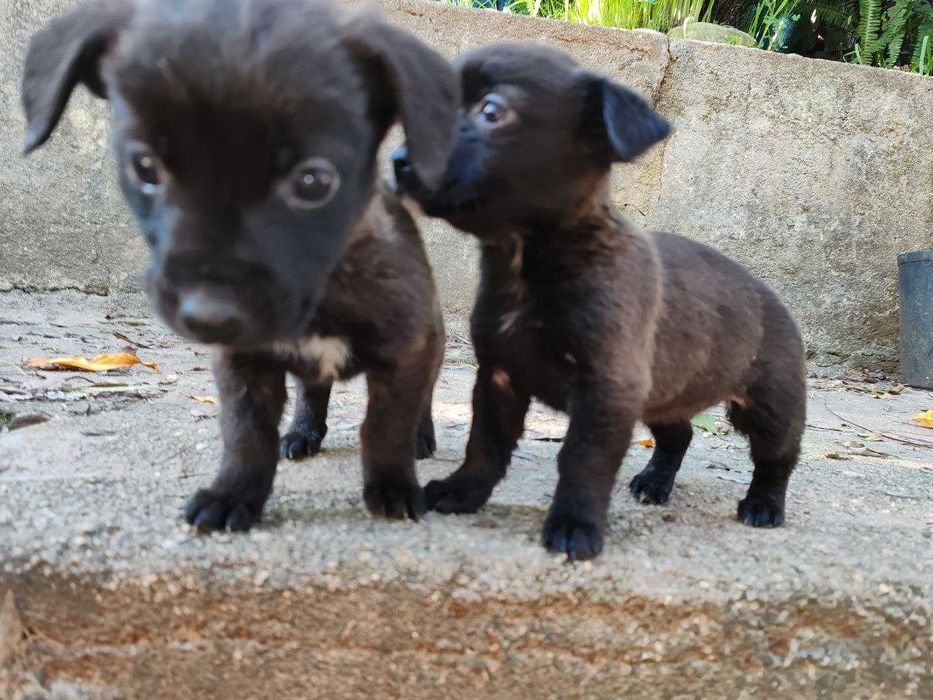 cachorrinhos para adopção por quem tiver condições económicas