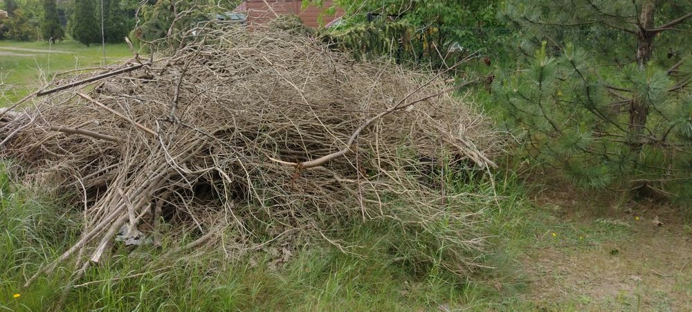 Oddam gałęzie. Sosna, czeresnia, bez. Grudziądz