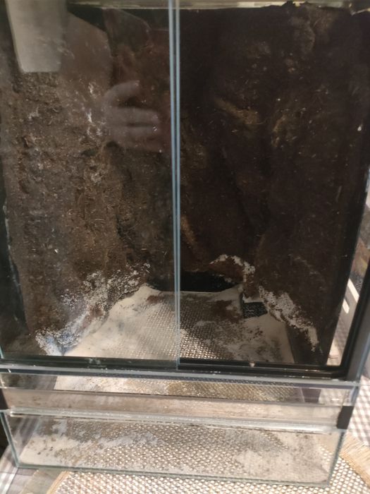 terarium egzotyczne