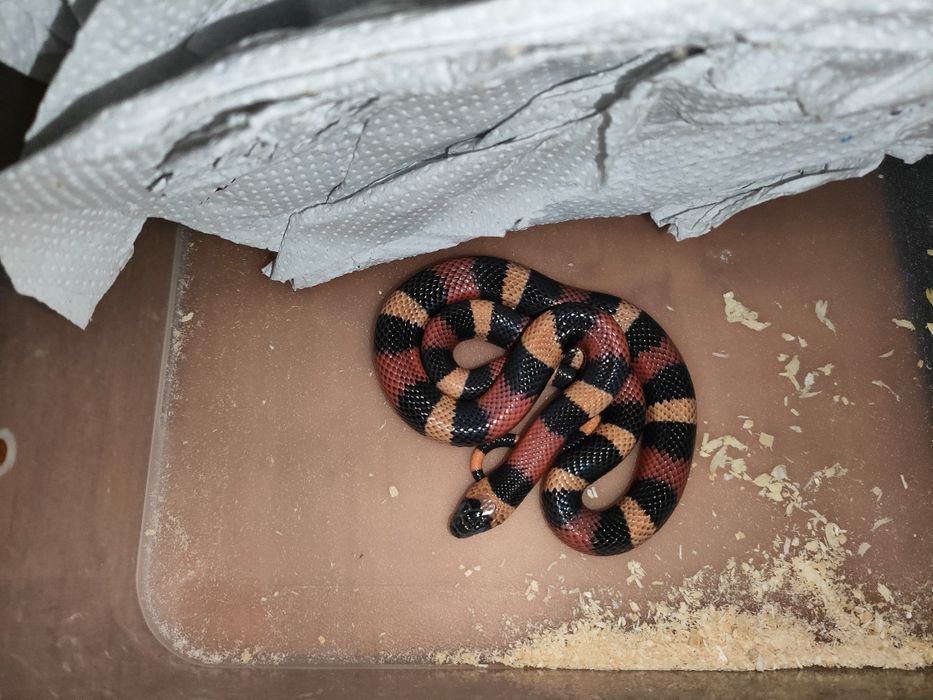 Lampropeltis Campbelli / wąż zbożowy / terrarium