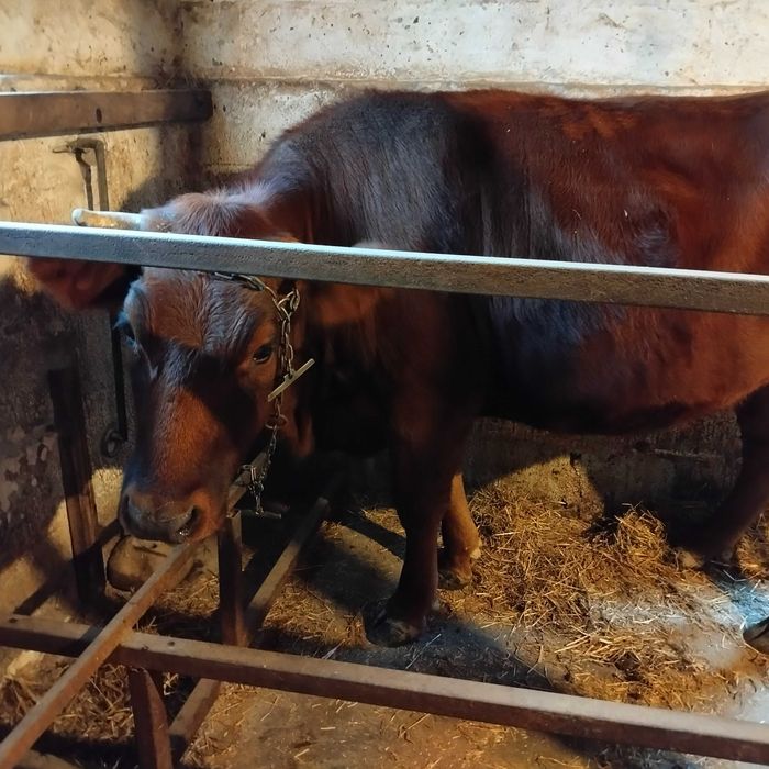krowa mleczna czerwona na wycieleniu