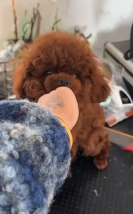 Той пудель 19 см. В'язка