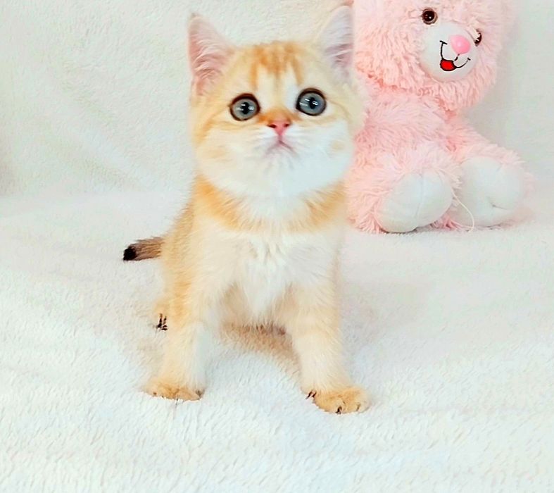 Лялькова дівчинка красунечка дорогоцінного окрасу