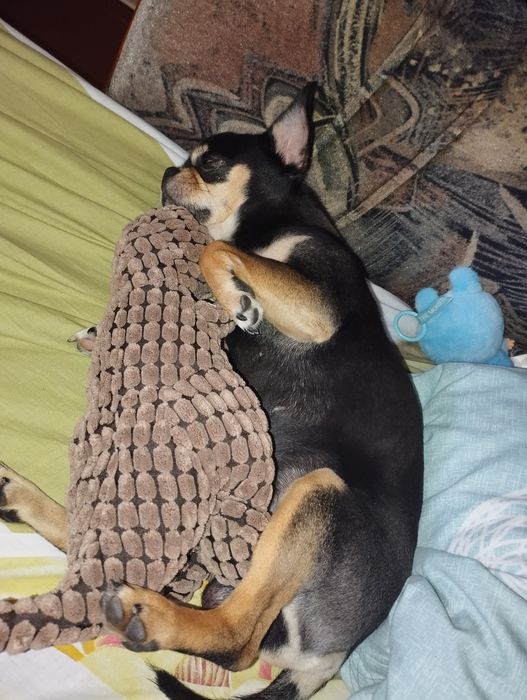 Вязка чихуахуа )