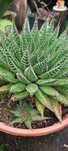 Cactus e diversas soculentas