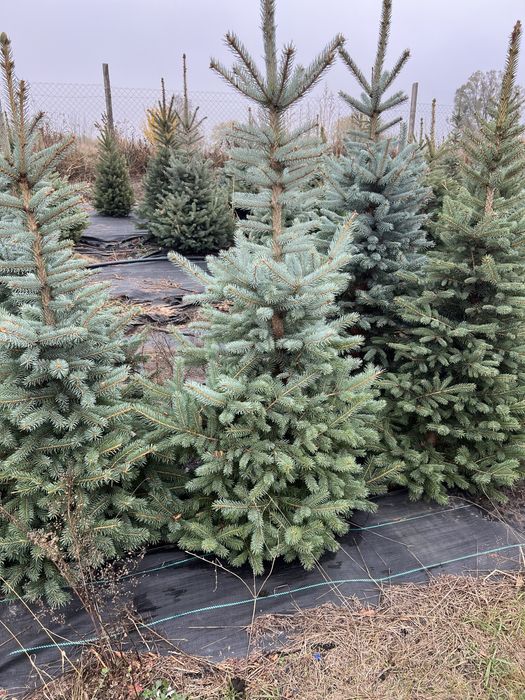 Ялина блакитна Кейбаб в грунті, жива, ялинка Kaibab голуба, елка ель