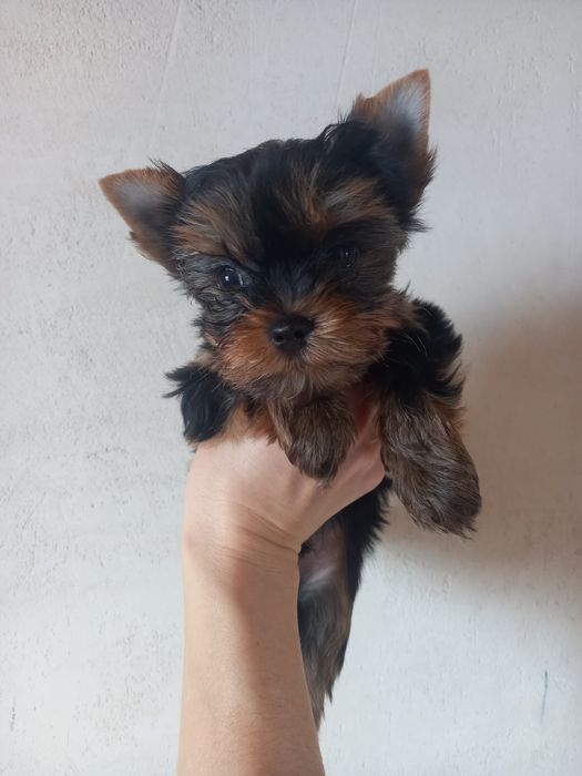 Куроносый  Одесский жужик