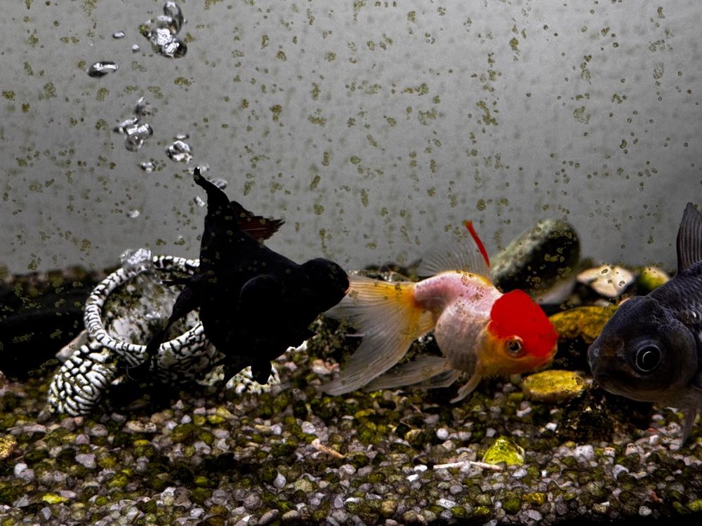 Aquário 200l (1000x500x400)