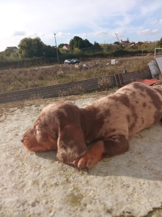 Excelente  fêmea teckel  pêlo curto