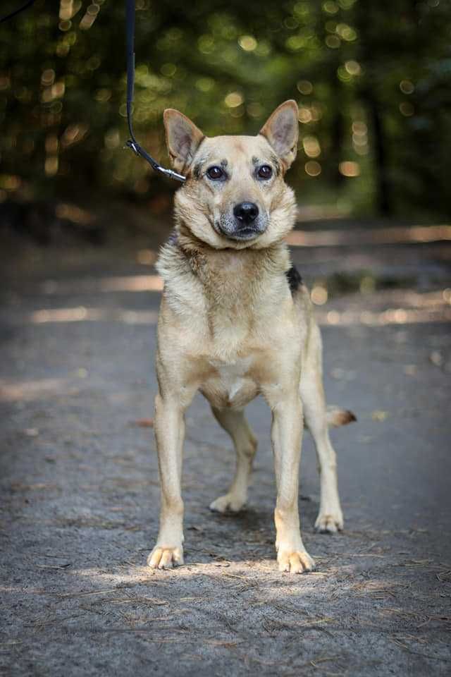 Spokojny, zrównoważony, bardzo przyjazny psiak do adopcji