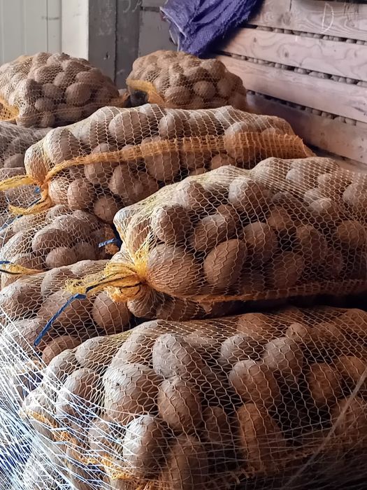 Ziemianki jadalne i paszowe, sadzeniaki