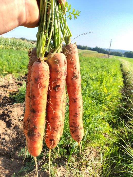 Marchewka Amsterdam warzywa