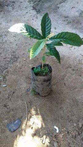 Plantas de nêspera