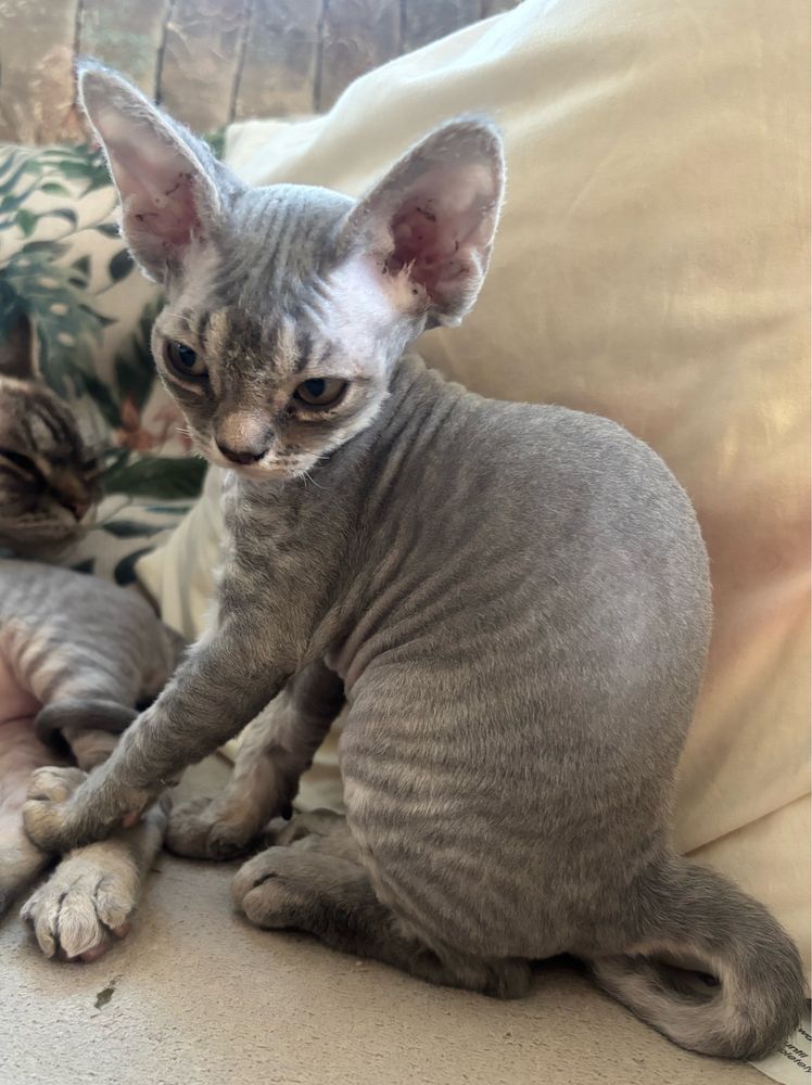 Devon Rex z miotu G
