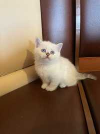 Котенок с голубыми глазами.  Котята шотландские