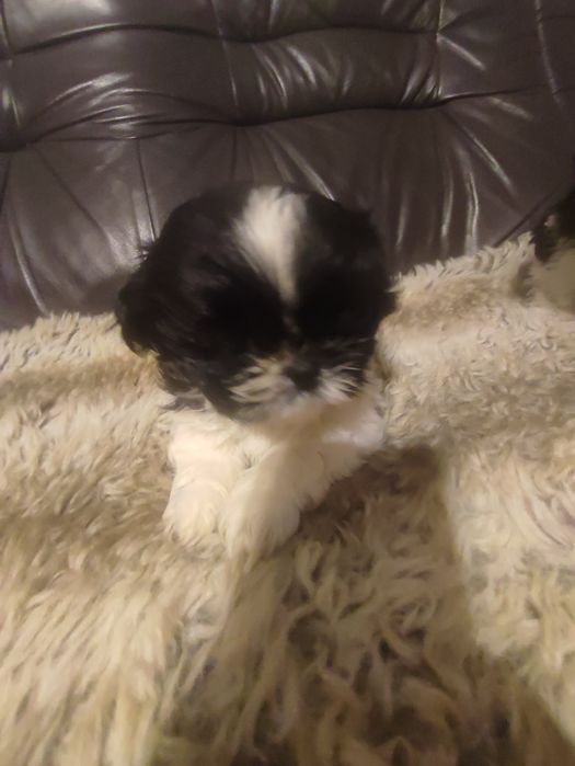 Shihtzu czarno biały piesek